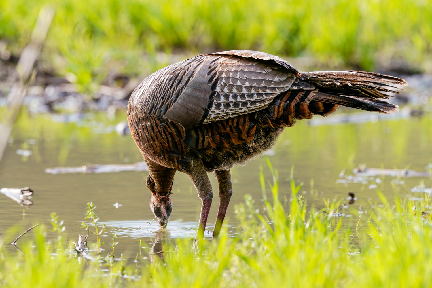 a turkey drinking water from a stream or creek