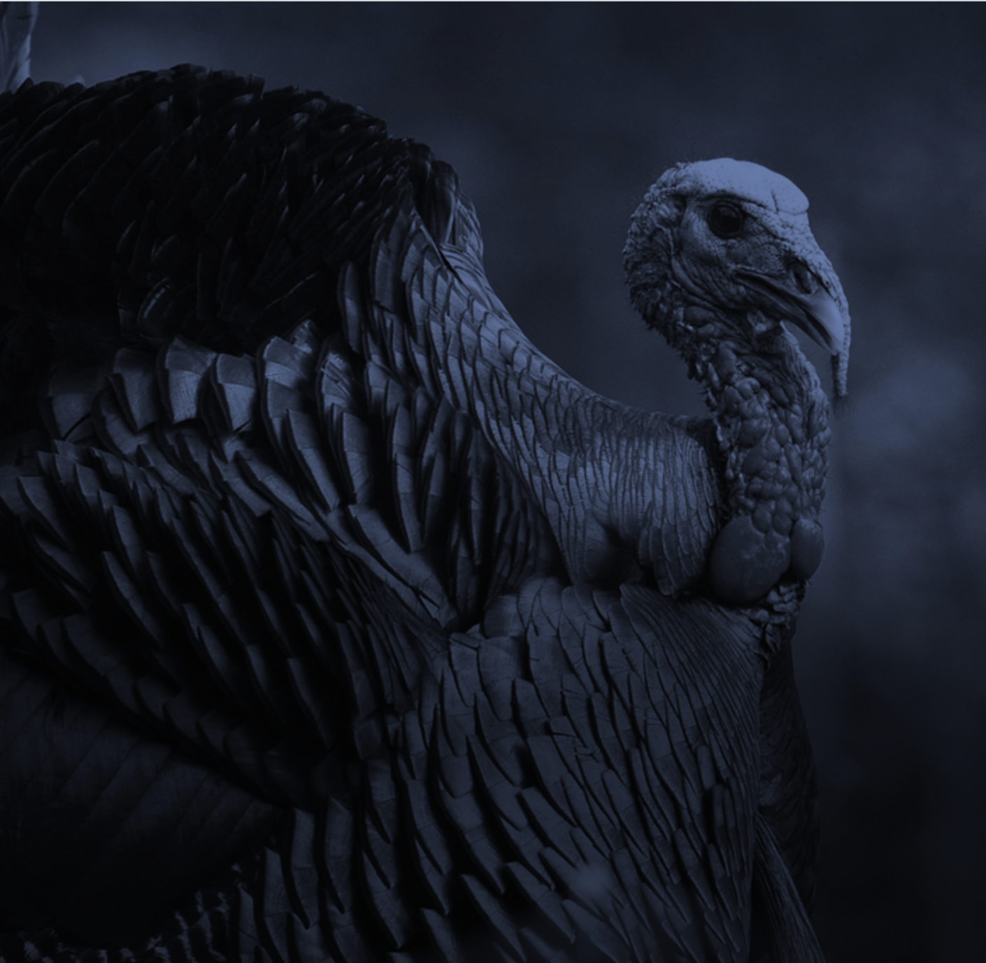 close up photo of a male turkey