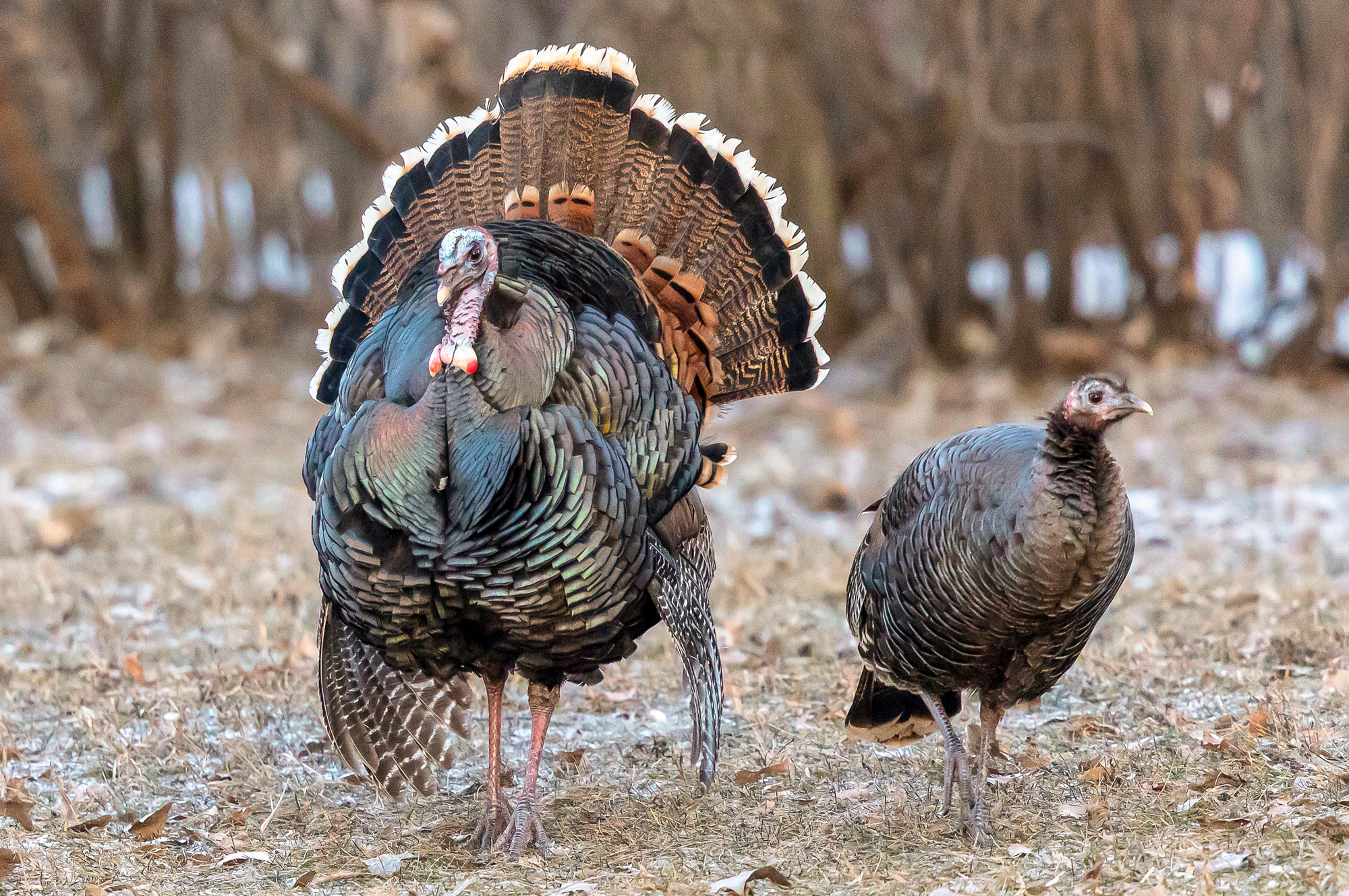 Dr. Tom Can You Accurately Age a Gobbler? The National Wild Turkey