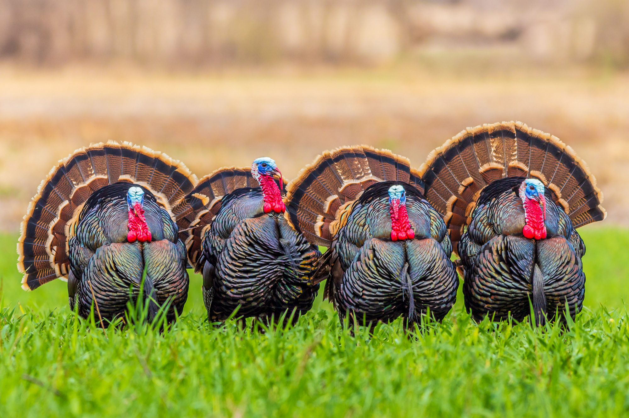 What Color Is A Turkeys Feather