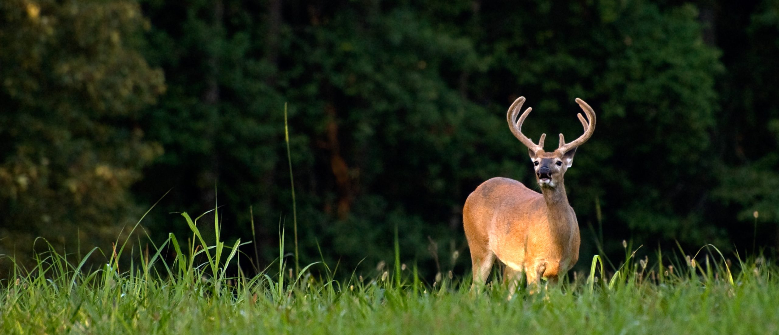 Tips for Hunting WarmWeather Deer The National Wild Turkey Federation