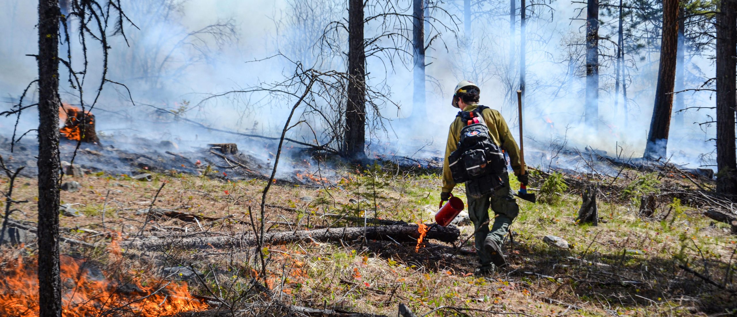 prescribed burn in a pine forest