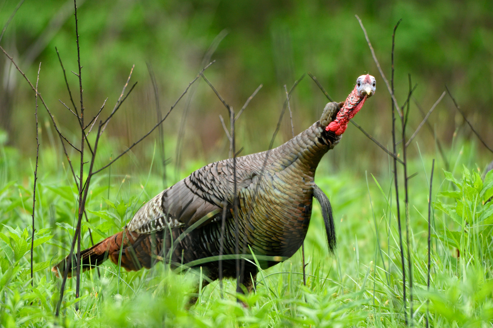 Wild Turkey Body Language - The National Wild Turkey Federation