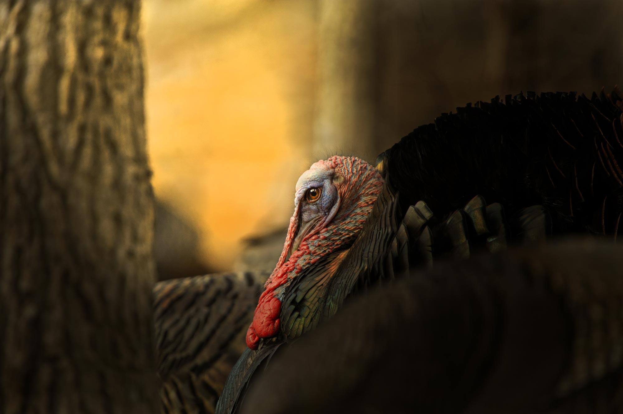 The Gobbler Is In Charge Thoughts Of An Avid Turkey Hunter The The Gobbler Is In Charge Thoughts Of An Avid Turkey Hunter The