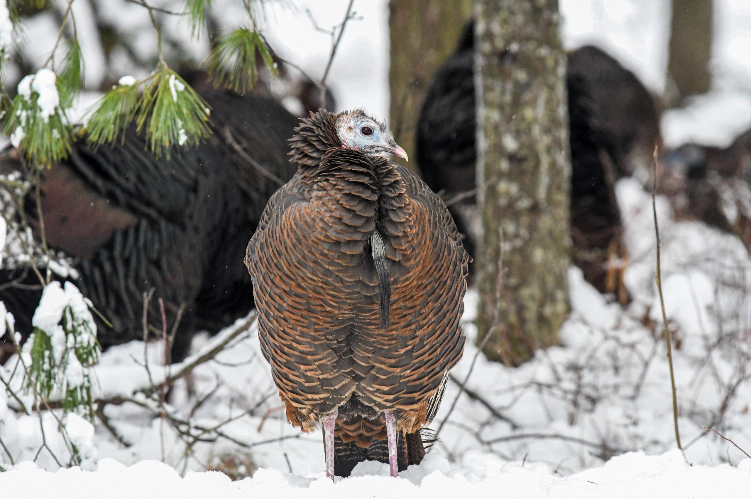 Winter Habitat for NorthernRange Turkeys The National Wild Turkey