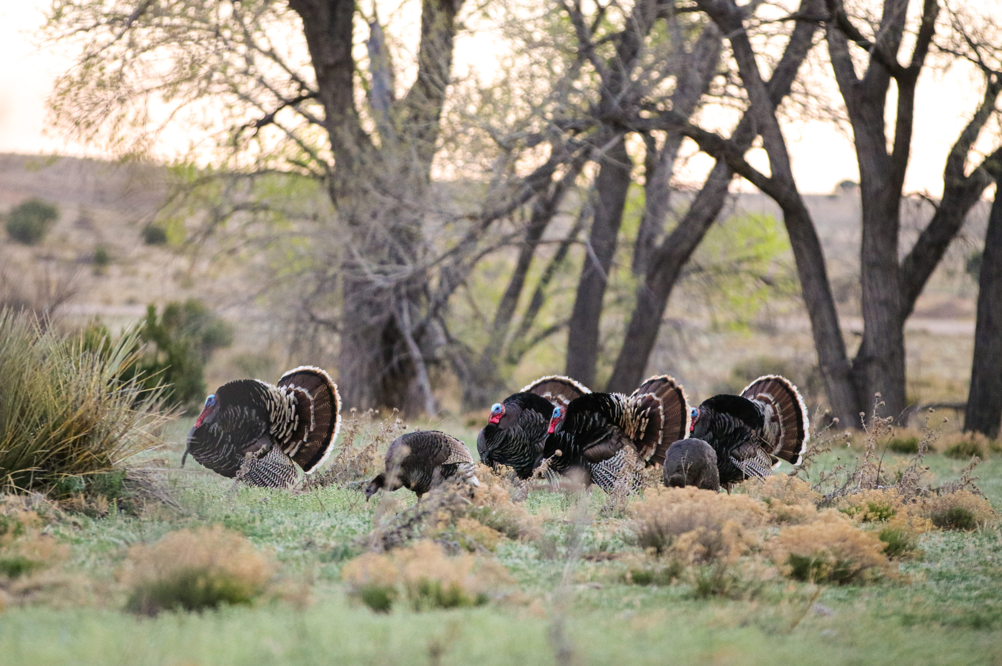 four male wild turkeys and two hens in a small cottonwood grove