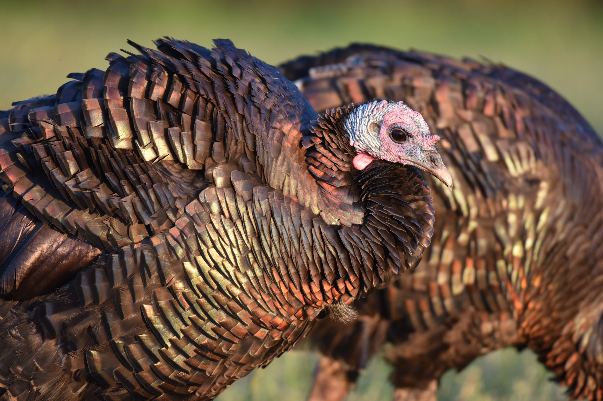 close up of a hen turkey