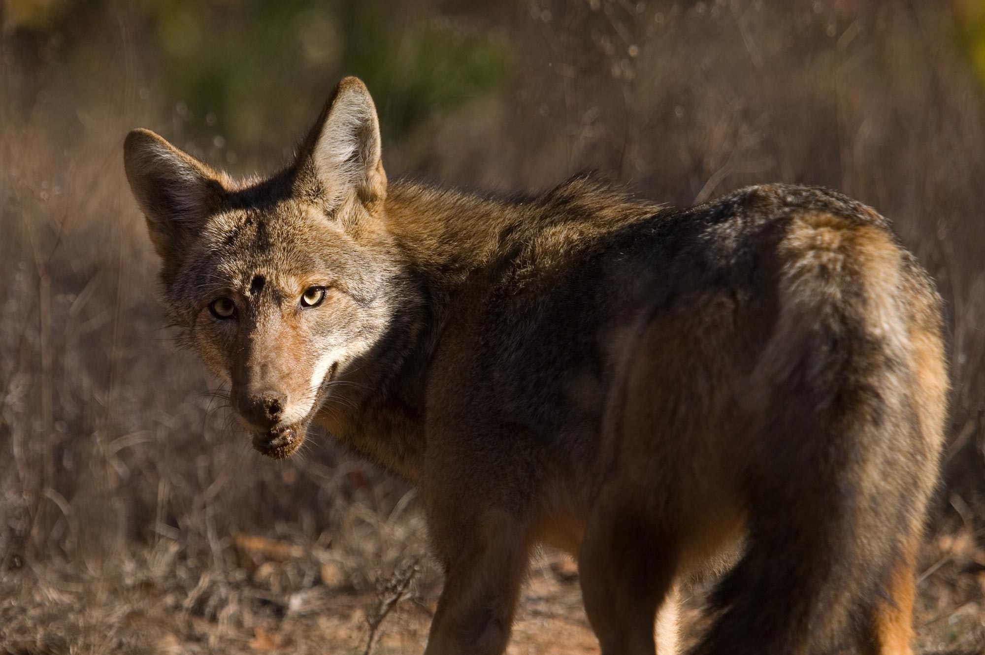 Turkey Killers The National Wild Turkey Federation