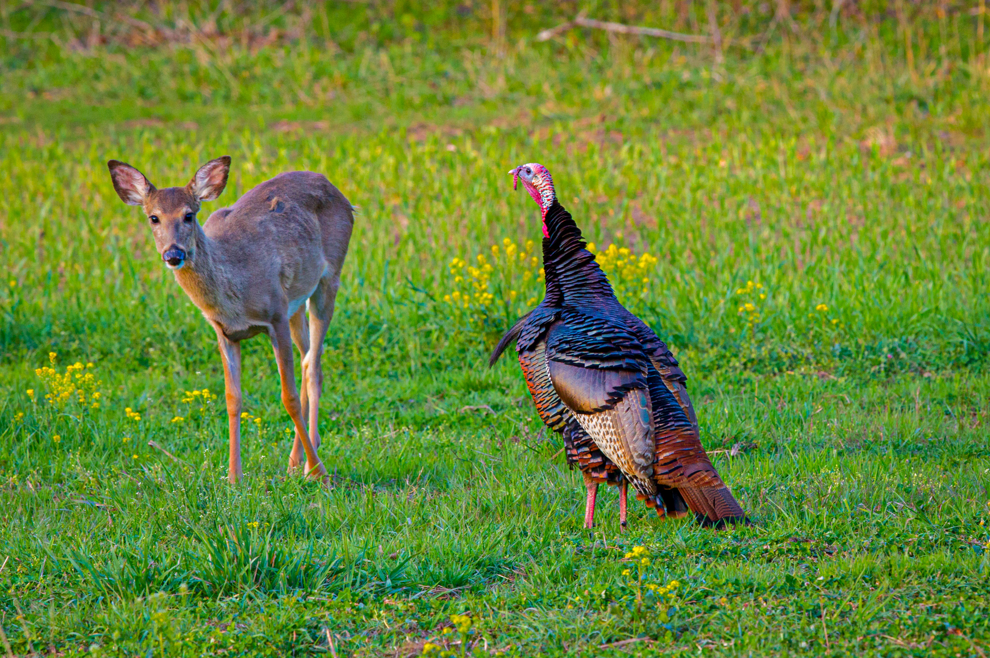 wild turkey and a doe white-tailed deer in a field