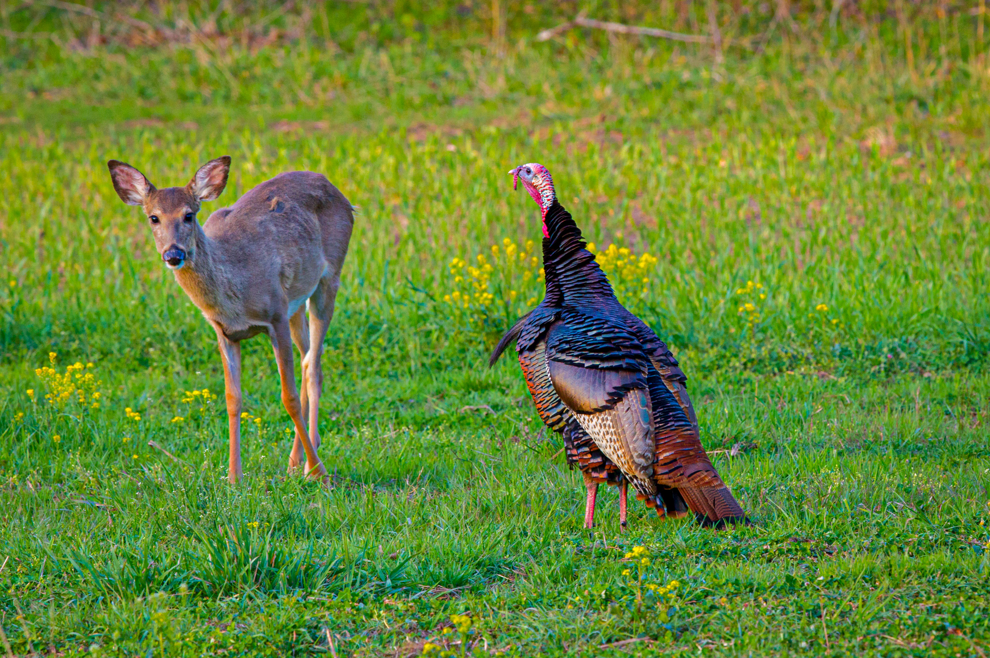 Food Plots for Deer and Turkey The National Wild Turkey Federation