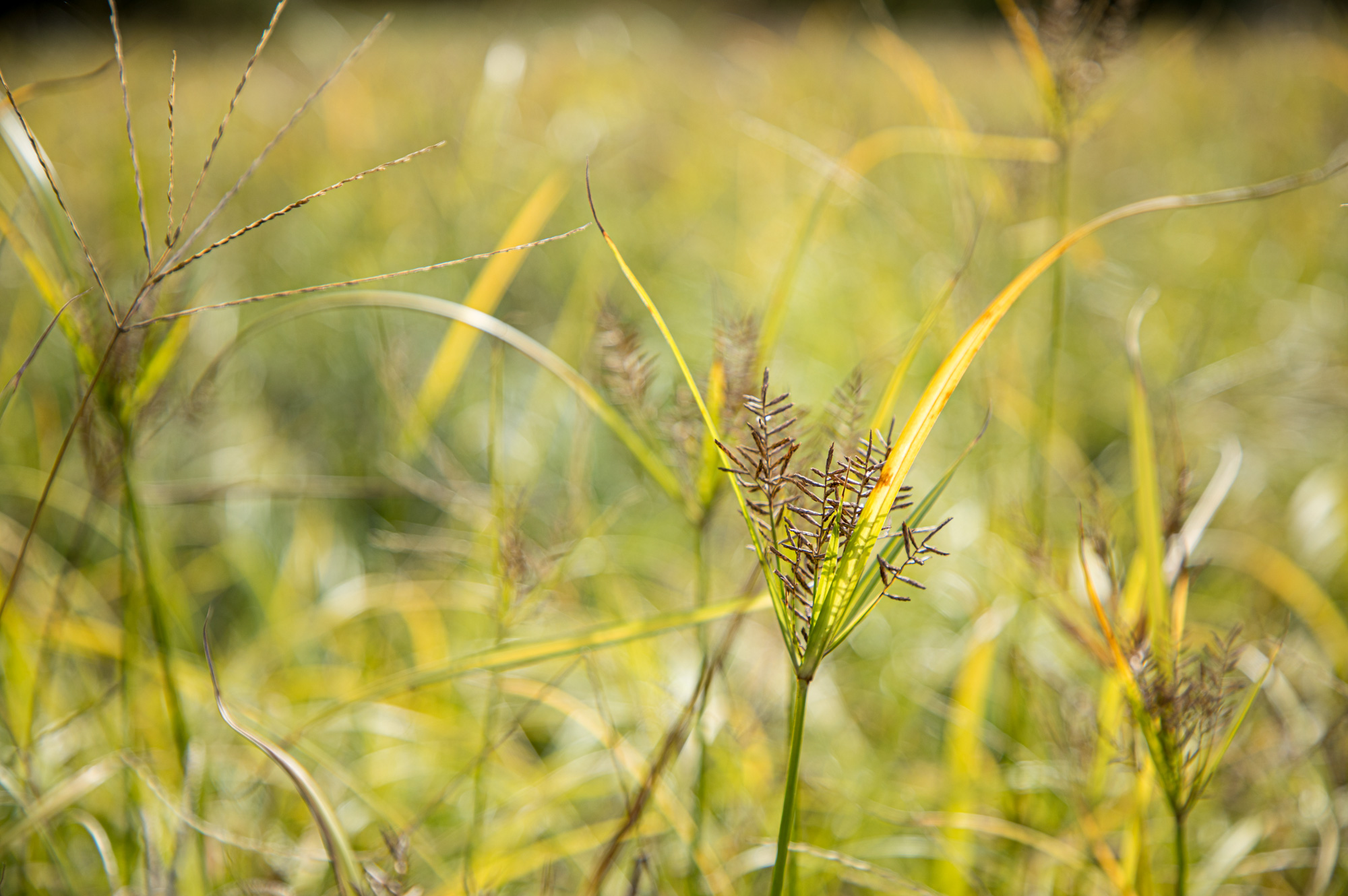 Chufa — Turkey Food that’s out of this World - The National Wild Turkey ...