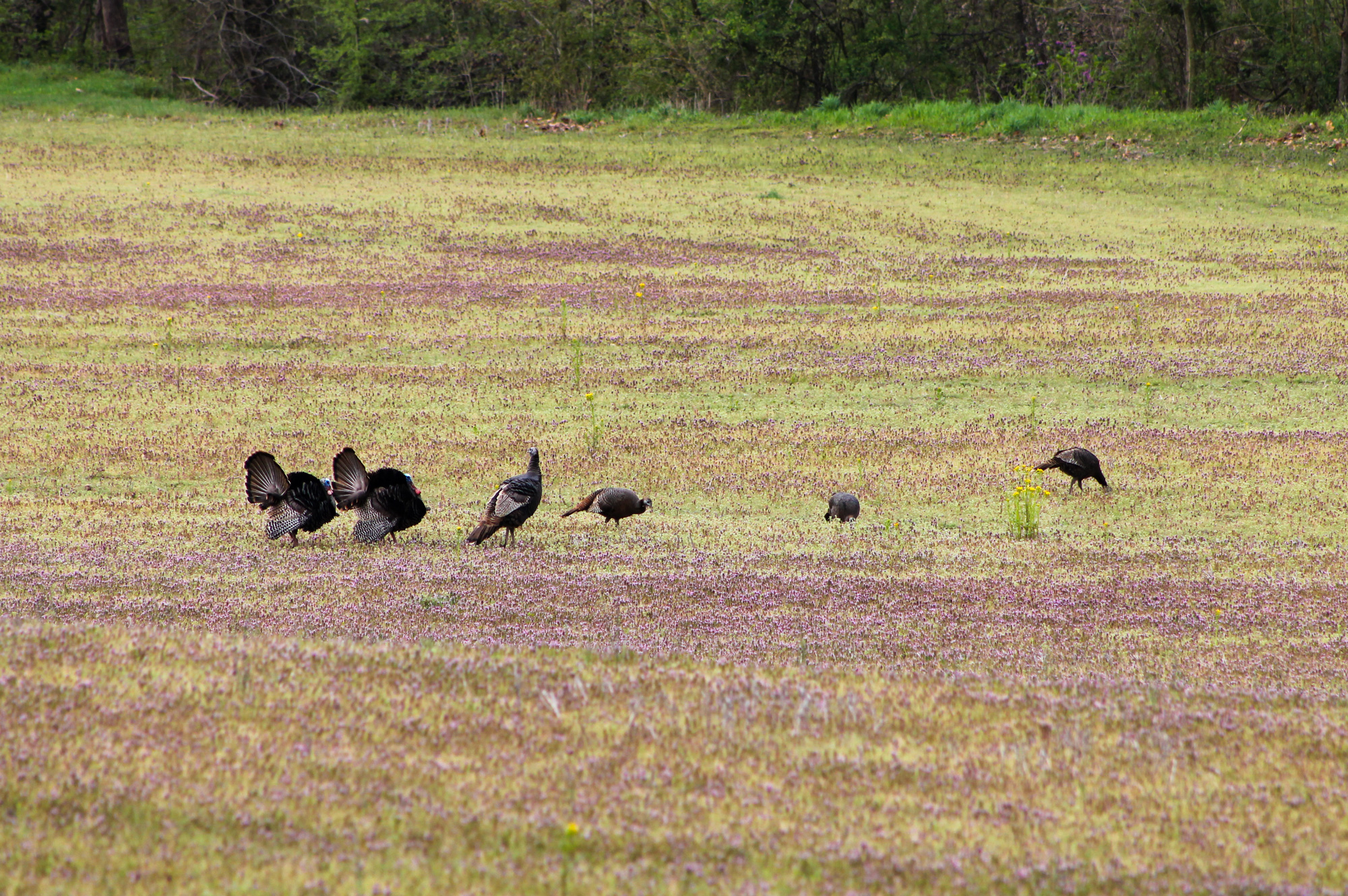 Life Expectancy Of A Wild Turkey The National Wild Turkey Federation life-expectancy-of-a-wild-turkey-the-national-wild-turkey-federation