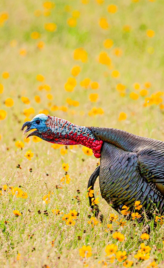 The Sounds of the Wild Turkey - The National Wild Turkey Federation