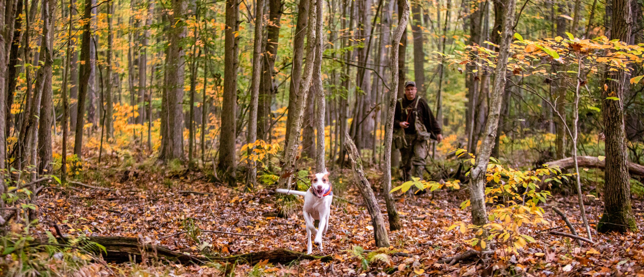 hunter walking through the woods with his dog