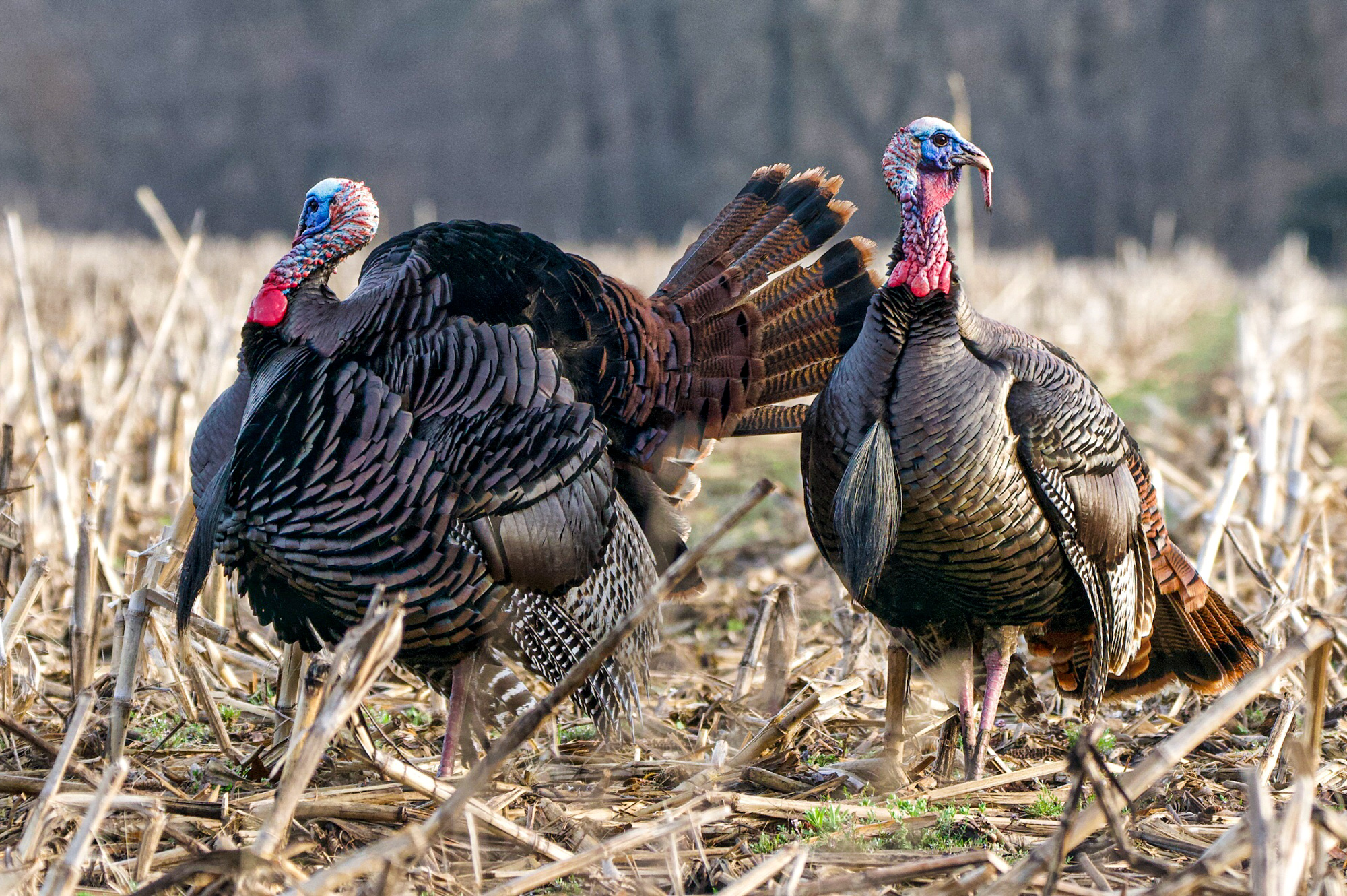 two male turkeys in a cut corn field