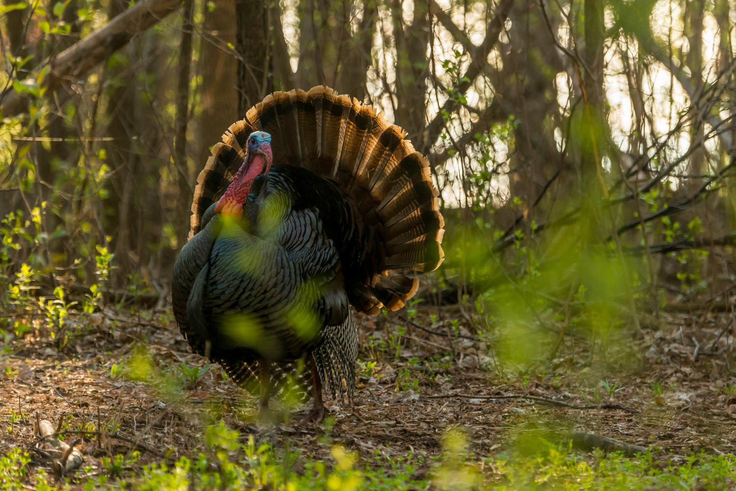 male wild turkey strutting in the woods