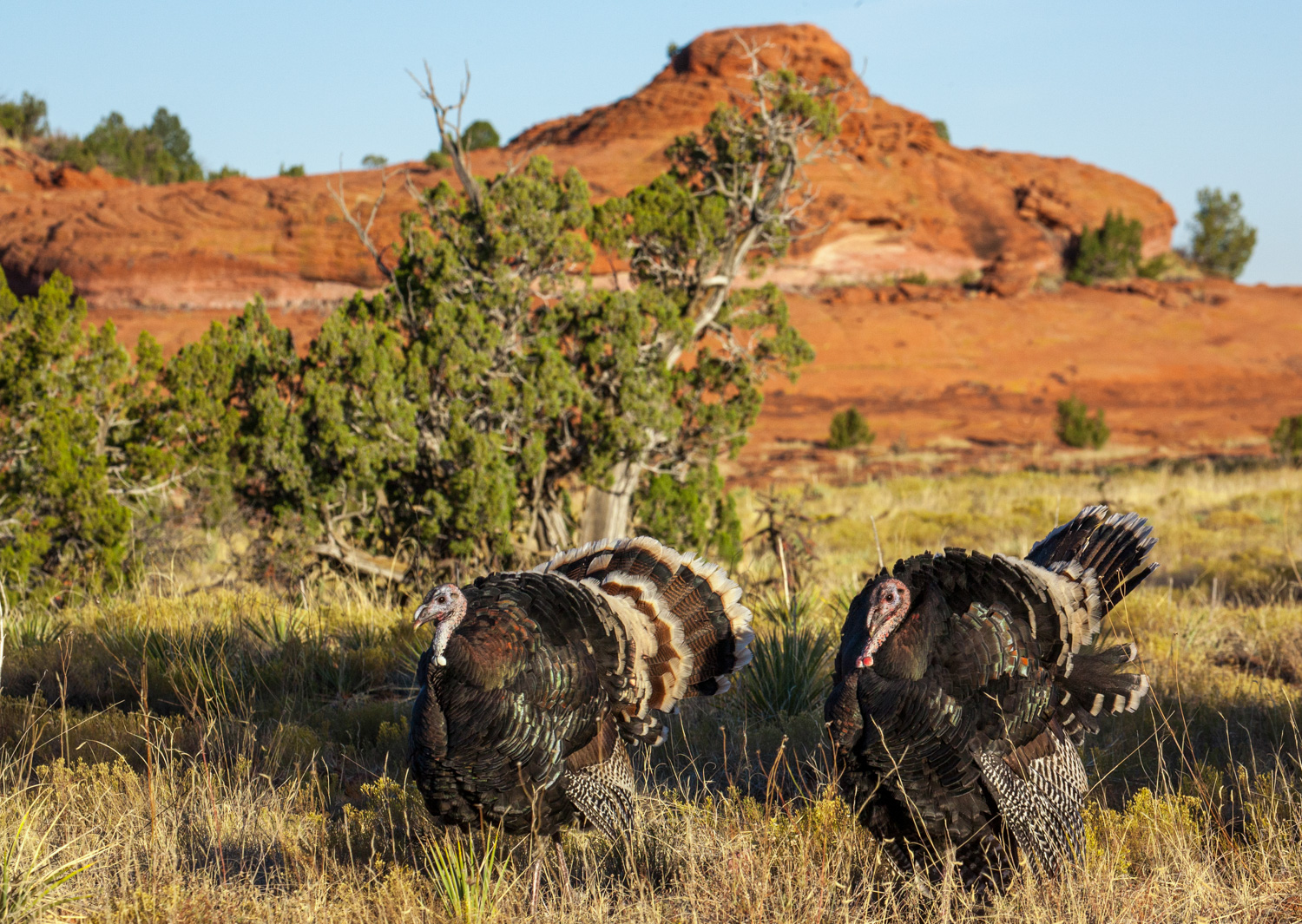 two Southeast Colorado gobblers