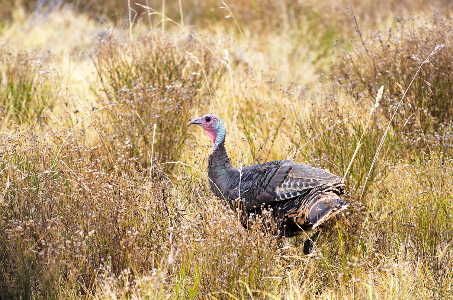 hen wild turkey in a field