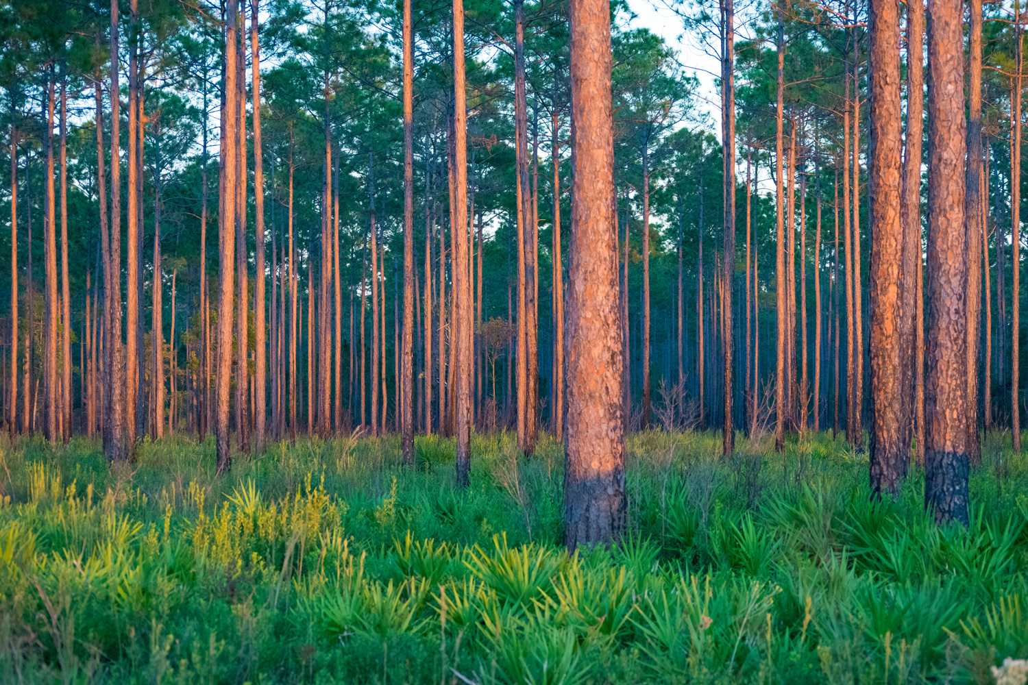 pine savannah forest