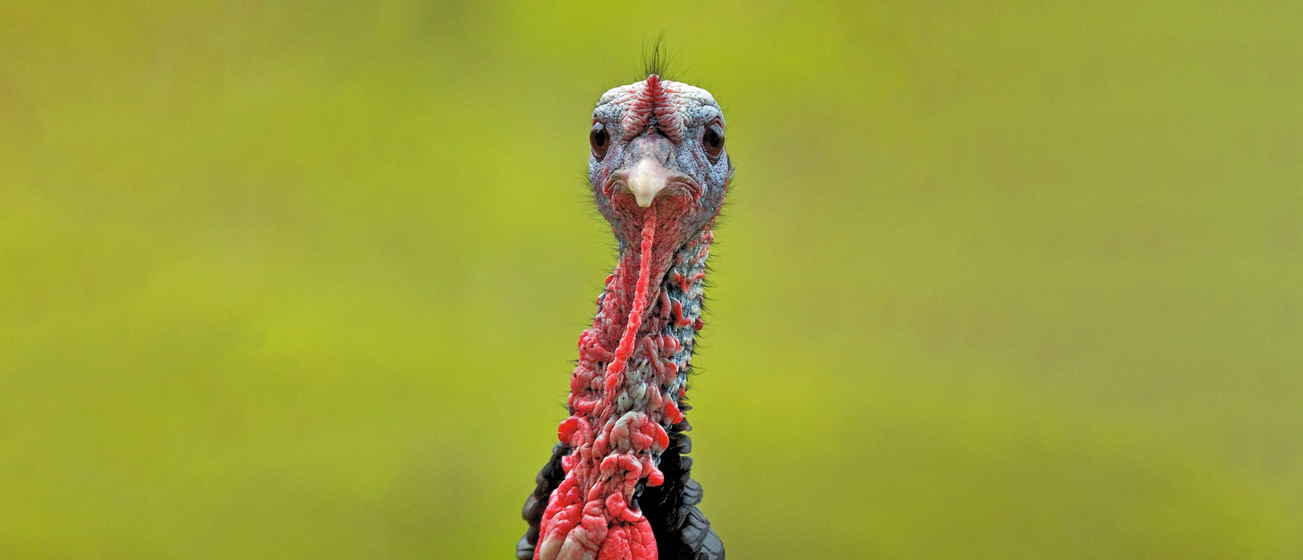 Field-Calling Challenges for the Champs - The National Wild Turkey ...