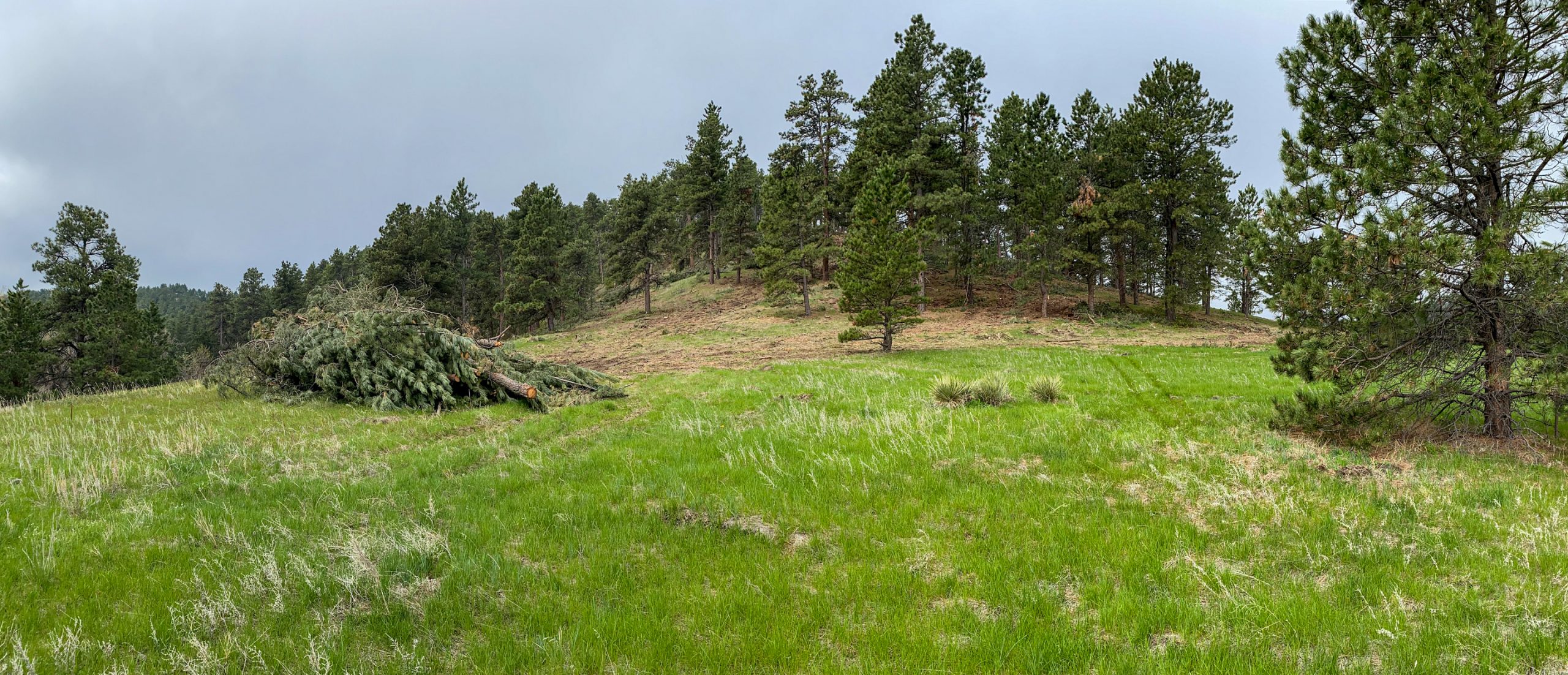 field edge of a pine forest with stacks of trees that have been removed for fire mitigation