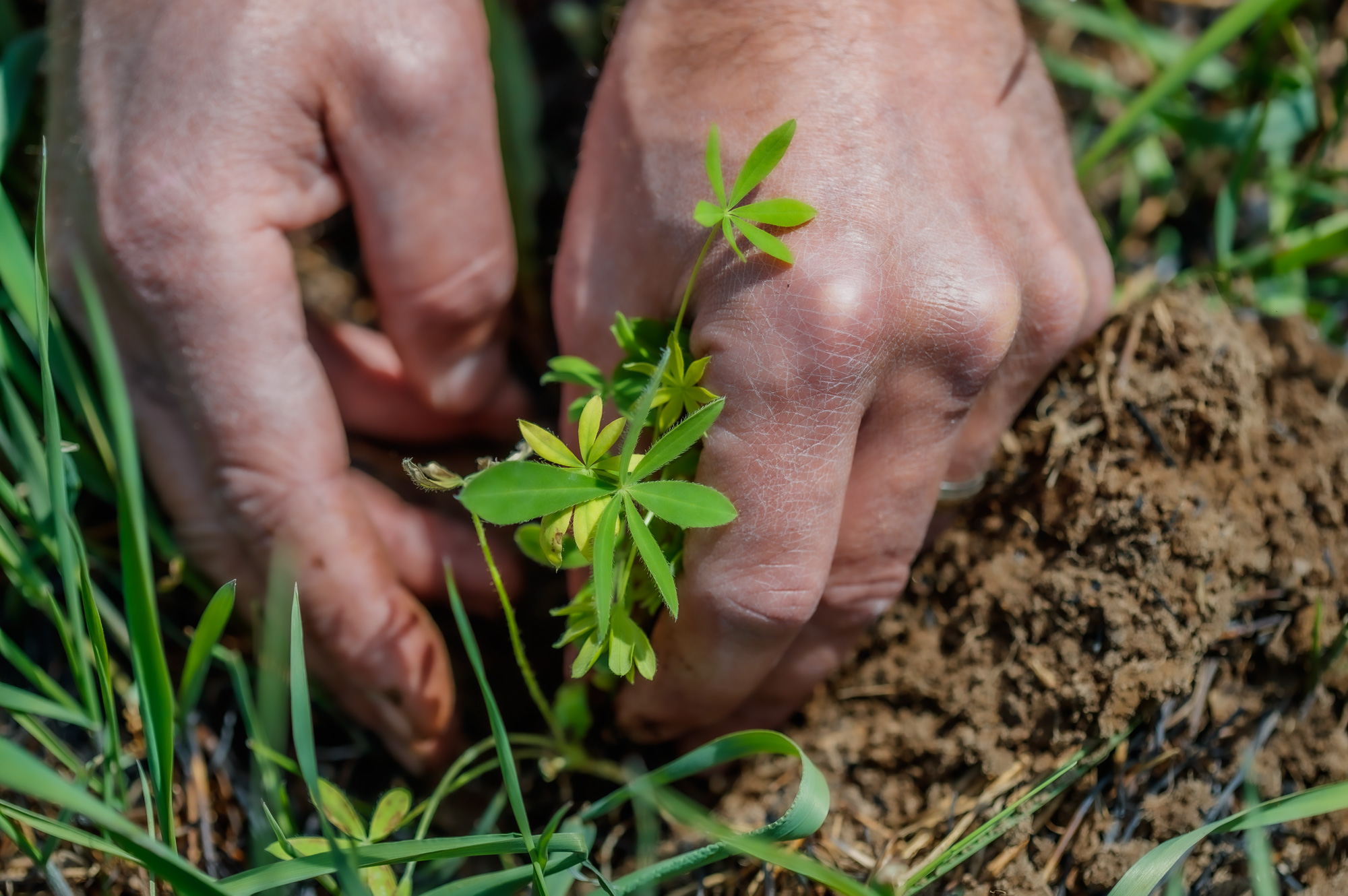two hands placing a small plant in the ground