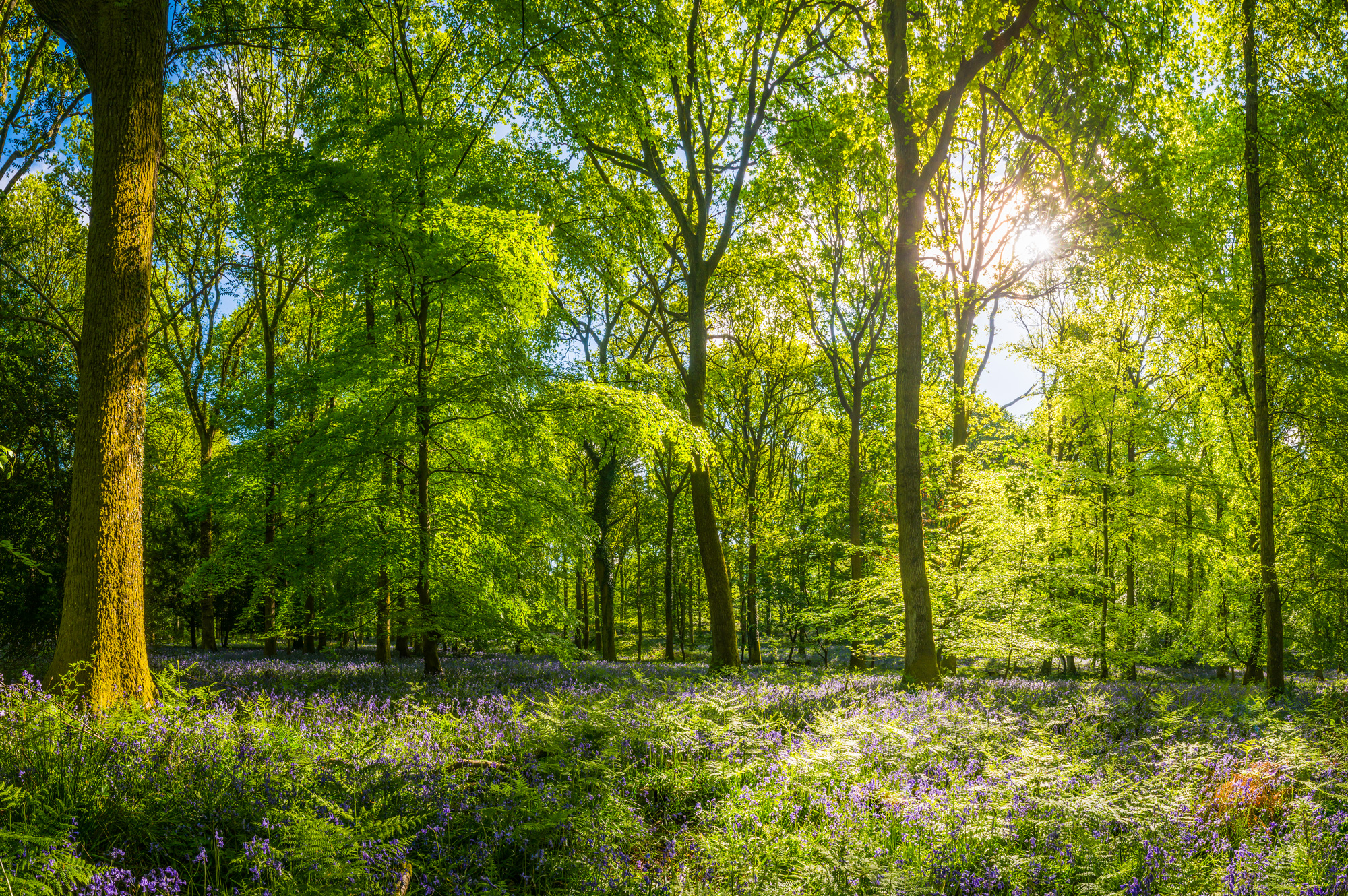 hardwood forest in the spring with flowers in bloom