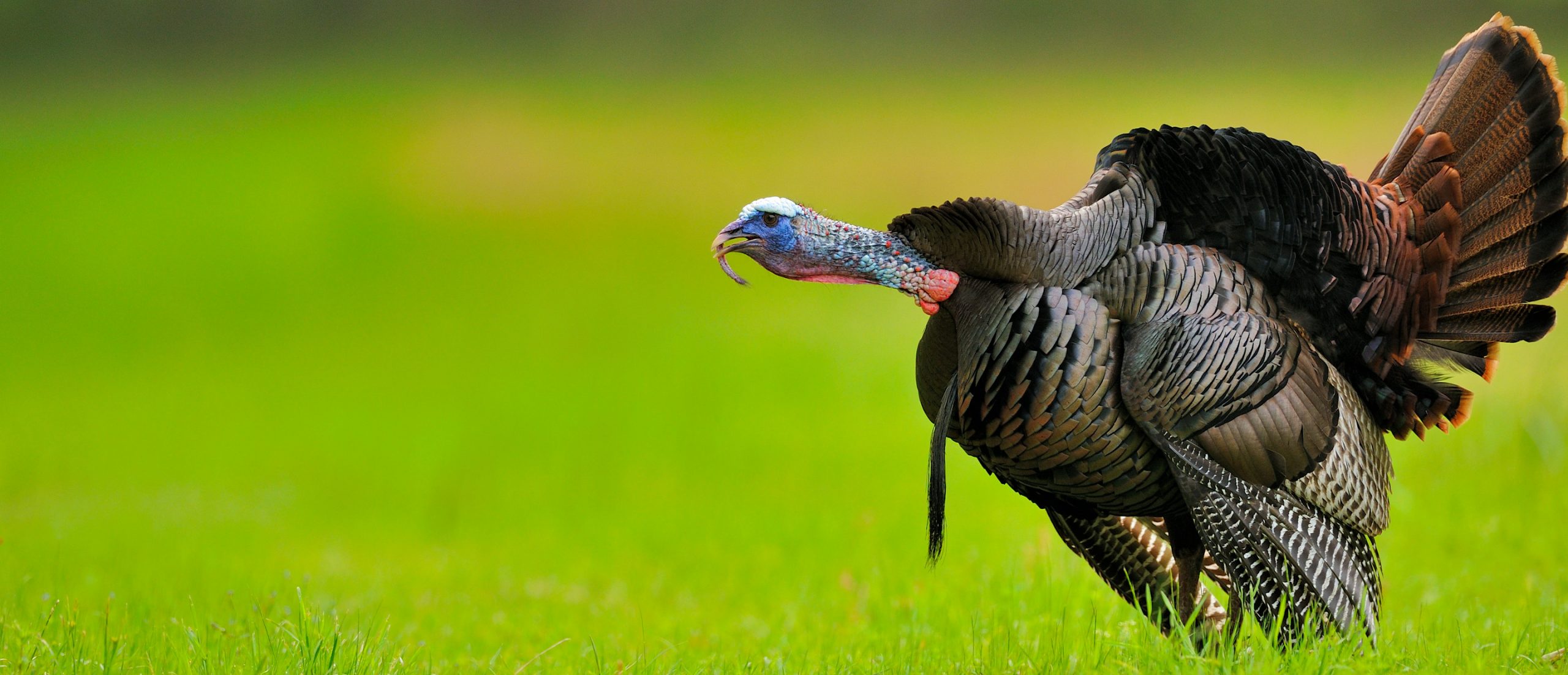 Wild turkeys gobbling