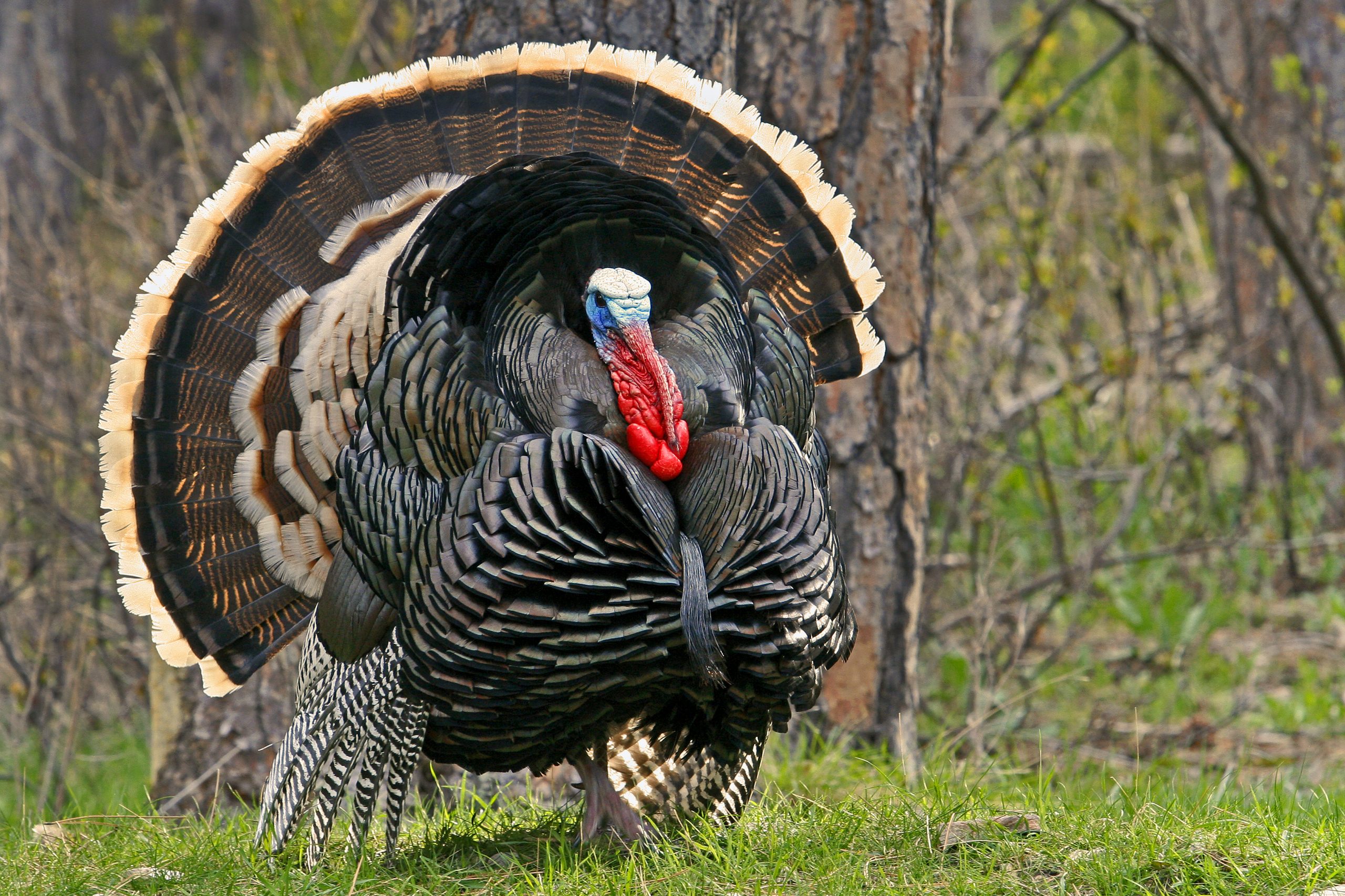 Unprecedented Wild Turkey Study Underway in Peace Garden State