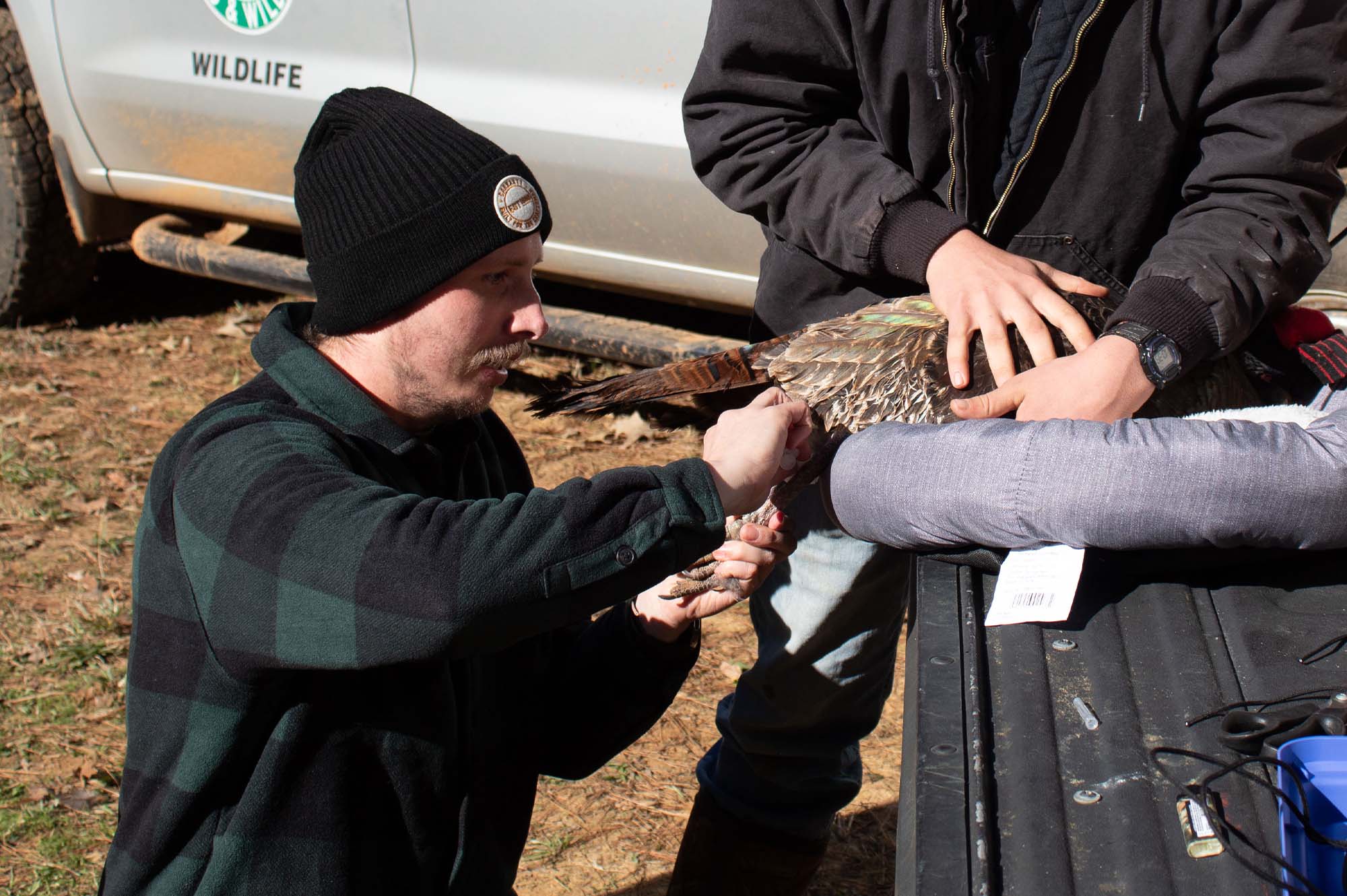 Tracking Texas Eastern Wild Turkeys The National Wild Turkey Federation