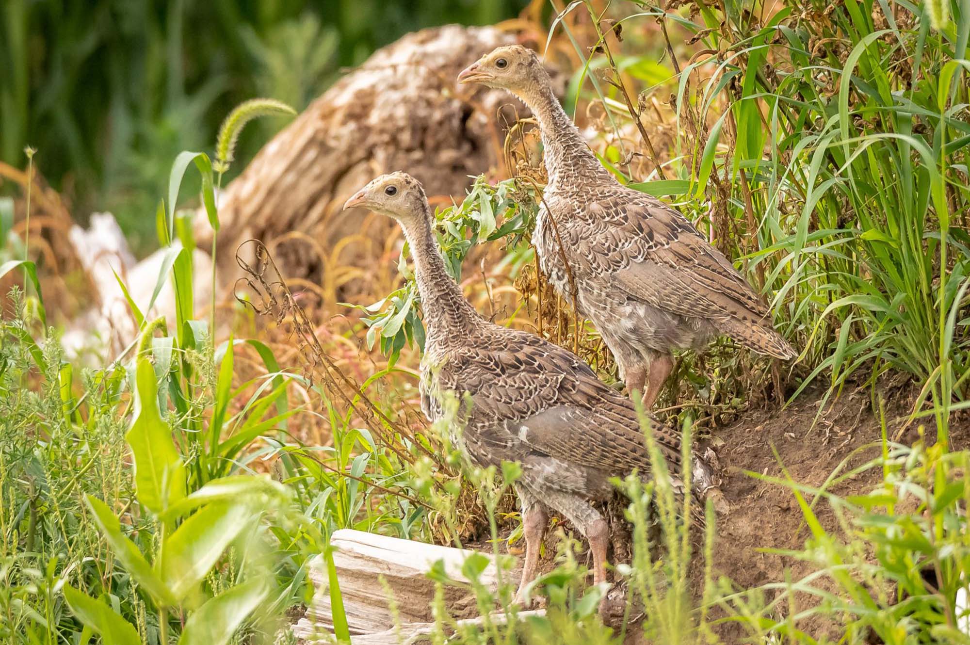 Improve Cover and Nesting Habitat The National Wild Turkey Federation