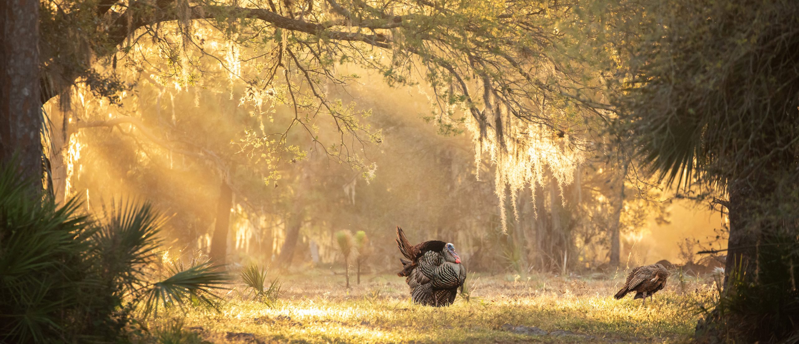 2022 NWTF Live Wild Turkey Photography Contest The National Wild