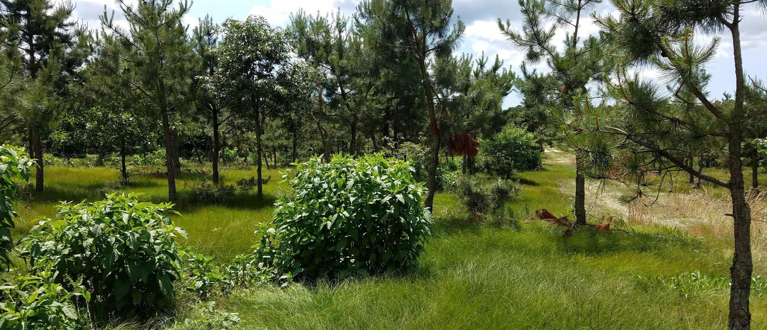 NWTF Awarded with 7,000 Trees for Habitat Enhancement The National