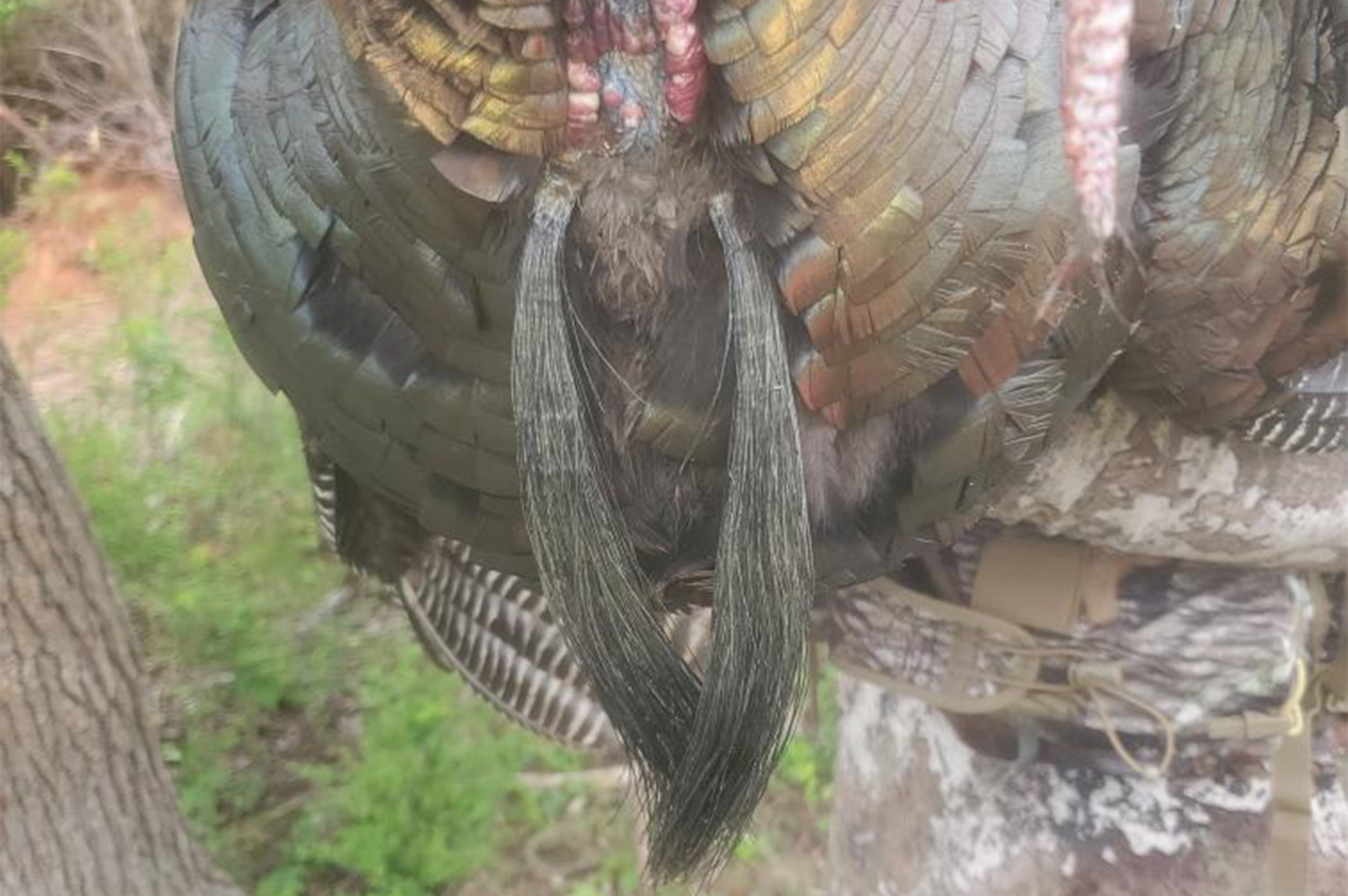 Weird Beards The National Wild Turkey Federation