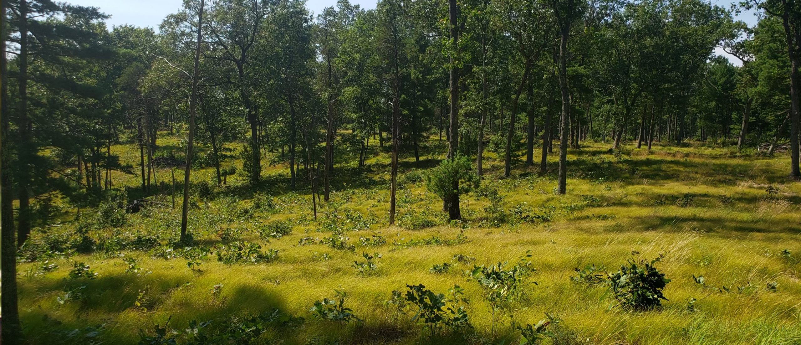 Rare Ecosystem Restoration Underway The National Wild Turkey Federation