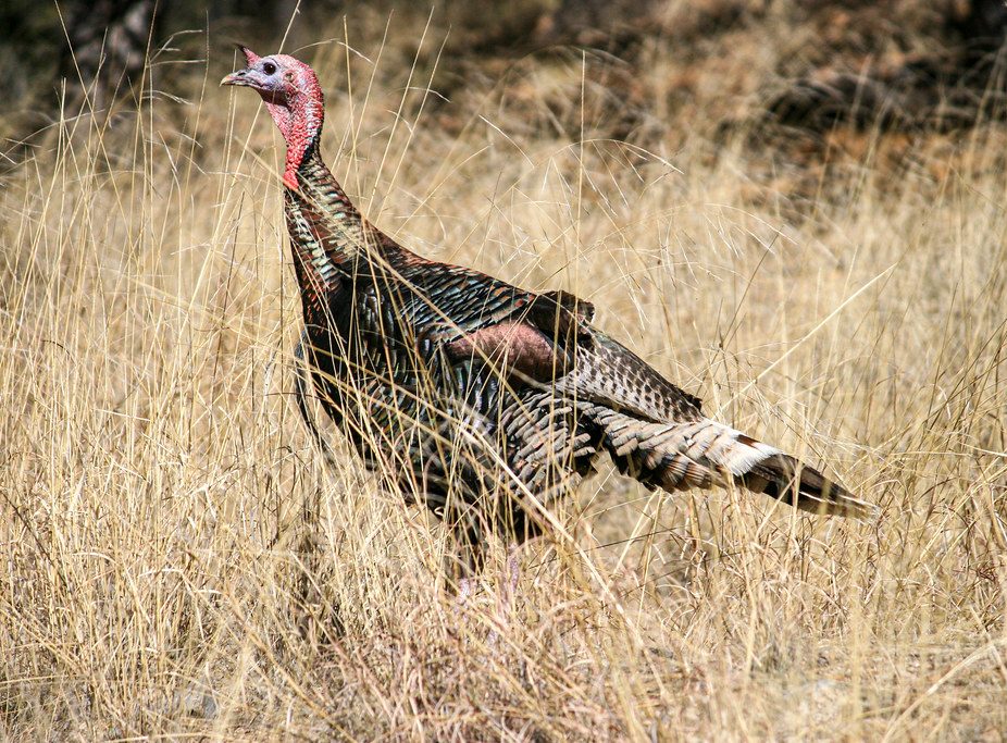 Gould's Turkey
