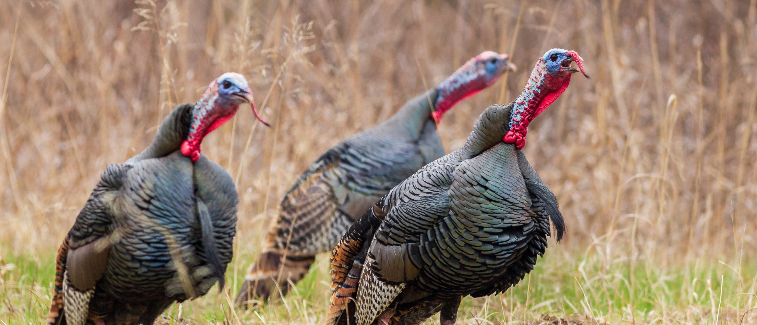 The Biggest Mistakes In Turkey Calling The National Wild Turkey Federation