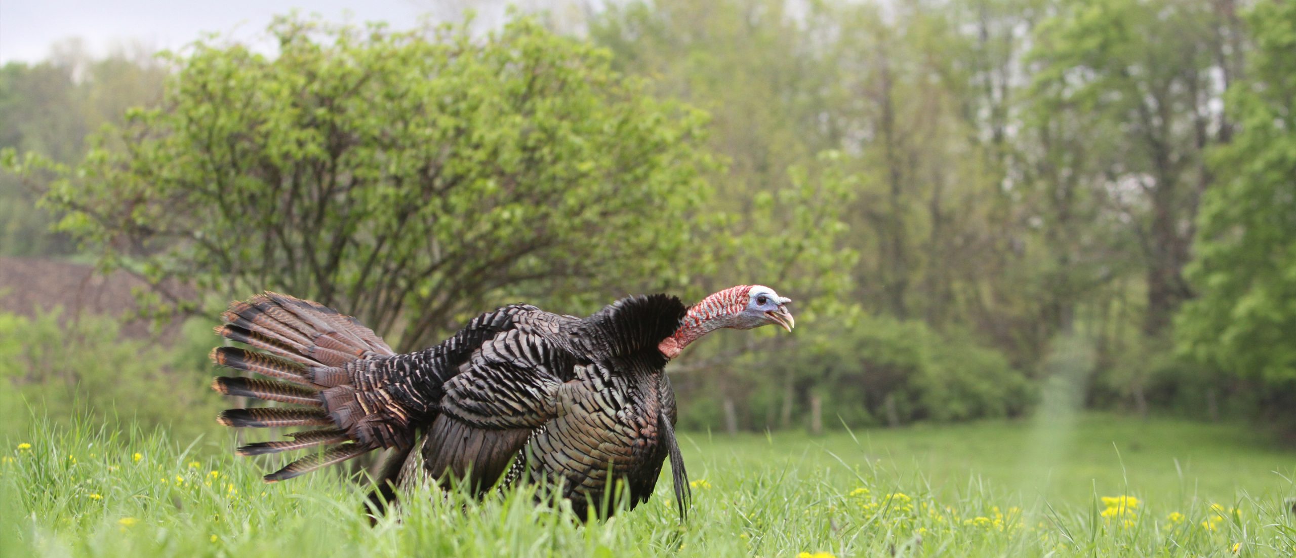 Turkey Call Magazine Changed My Life The National Wild Turkey Federation