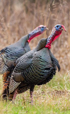 The Biggest Mistakes In Turkey Calling - The National Wild Turkey