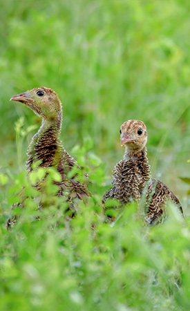 Our Impact - The National Wild Turkey Federation