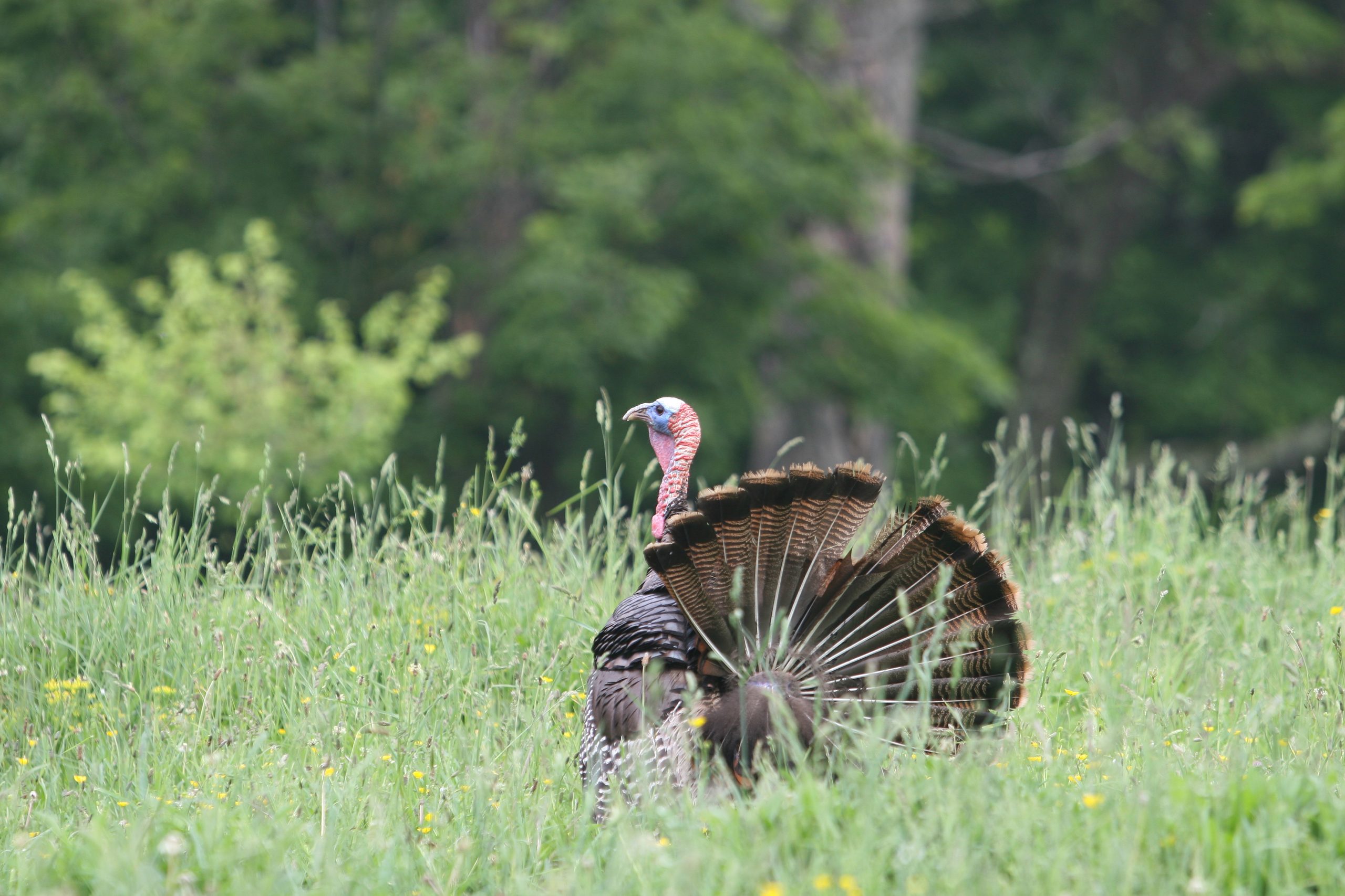 Wild Turkey Body Language The National Wild Turkey Federation