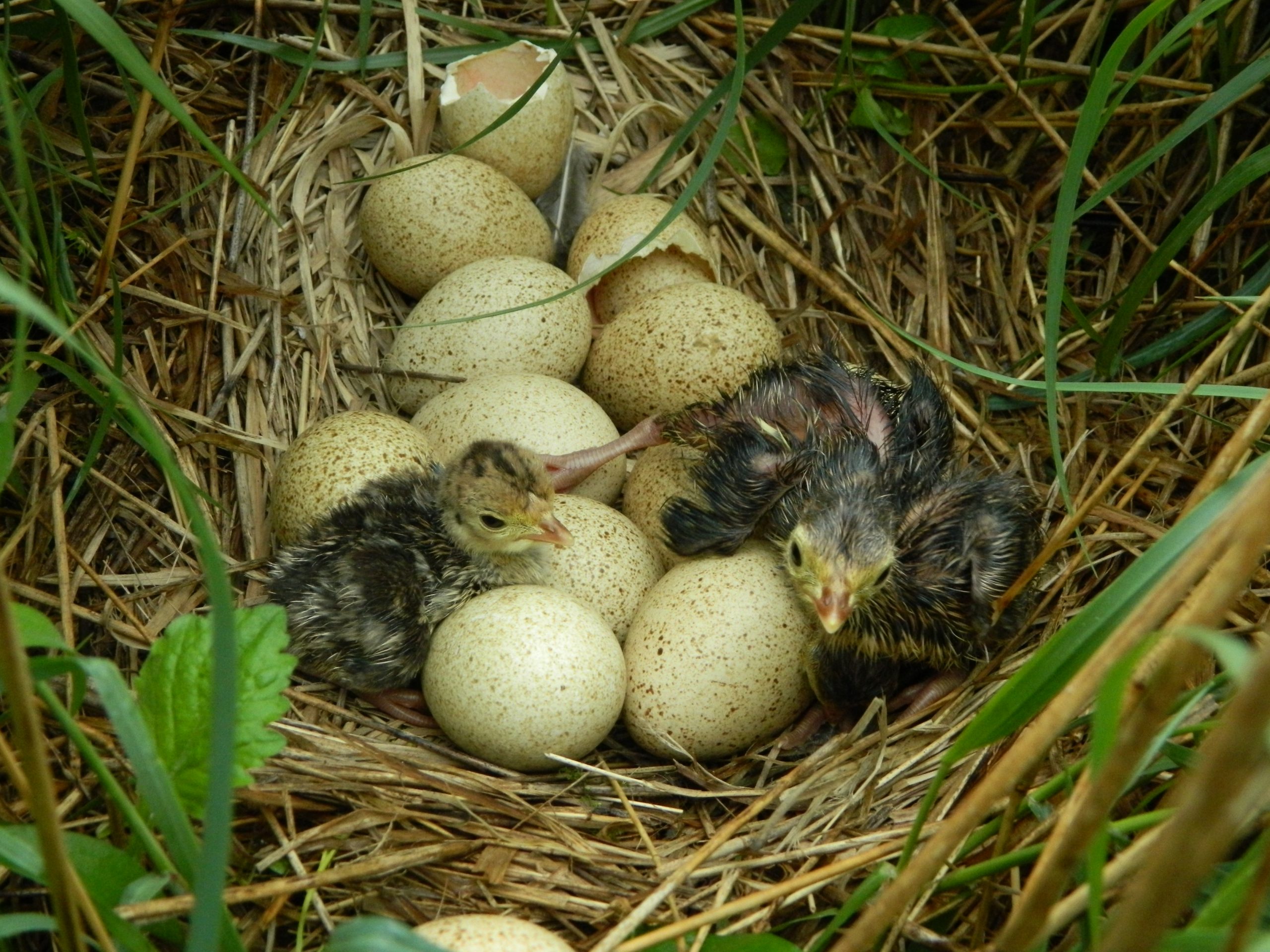 Wild turkey hatches in nest with eggs