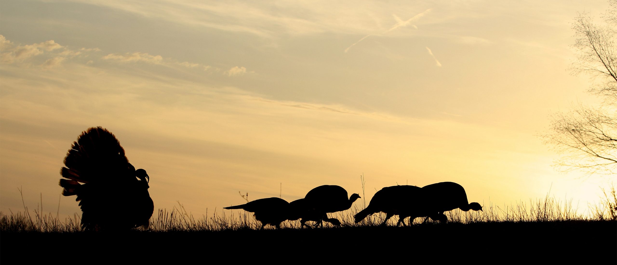 Silhouettes of wild turkeys walking during a fall sunset.