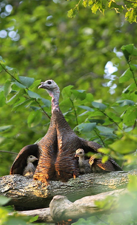 A hen perched atop a tree branch with her poults.