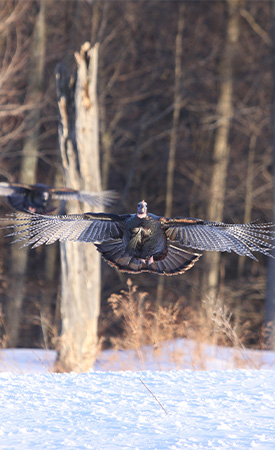 NWTF Wisconsin Pledges $173,277 to Healthy Habitats. Healthy Harvests ...