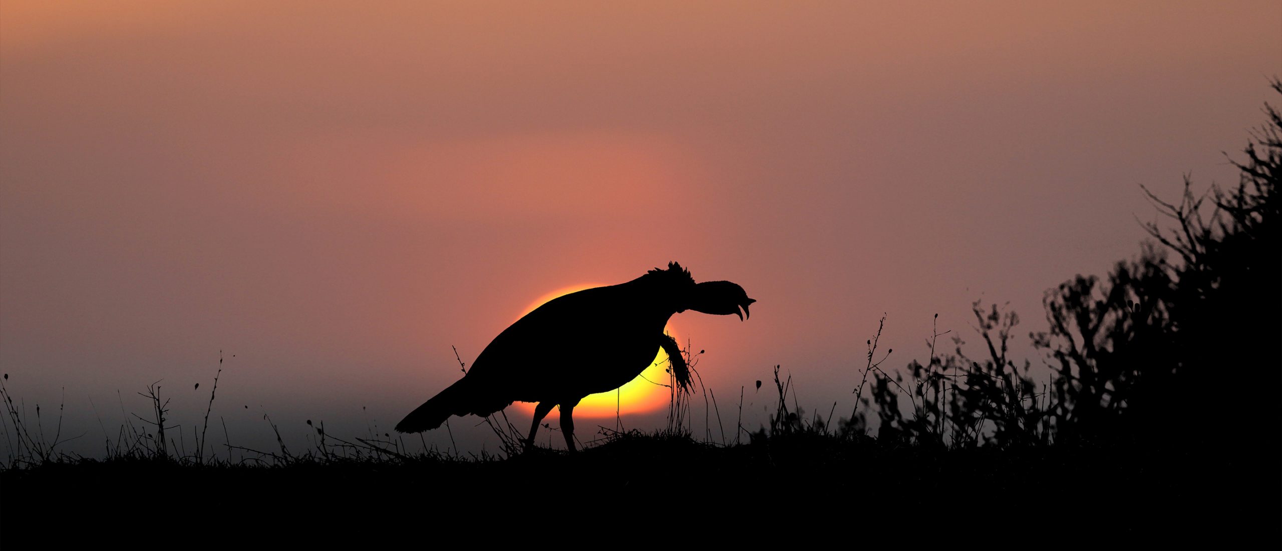 A gobbler gobbles into the setting sun.