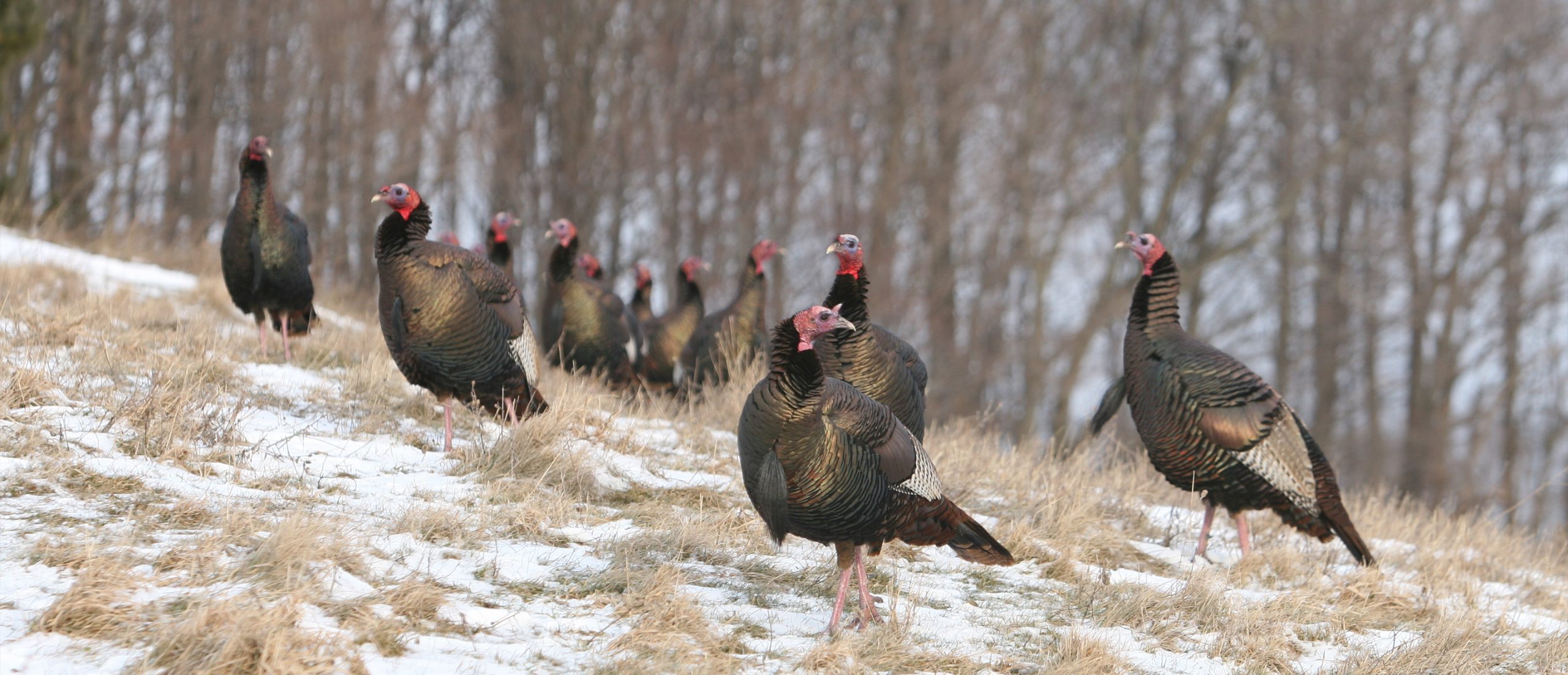 Birds of a Feather EQIP Funding Announced to Improve Upland Bird