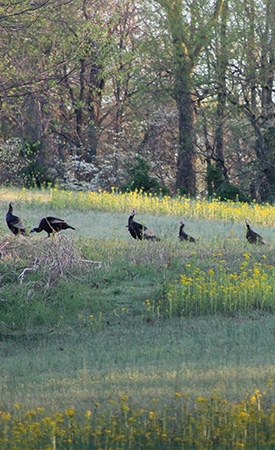 Farming for Habitat: Farm Bill Programs Bolster Habitat for Wild ...