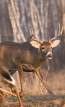 The Whitetail Rut Vs. Spring Turkey Breeding Season - The National Wild ...