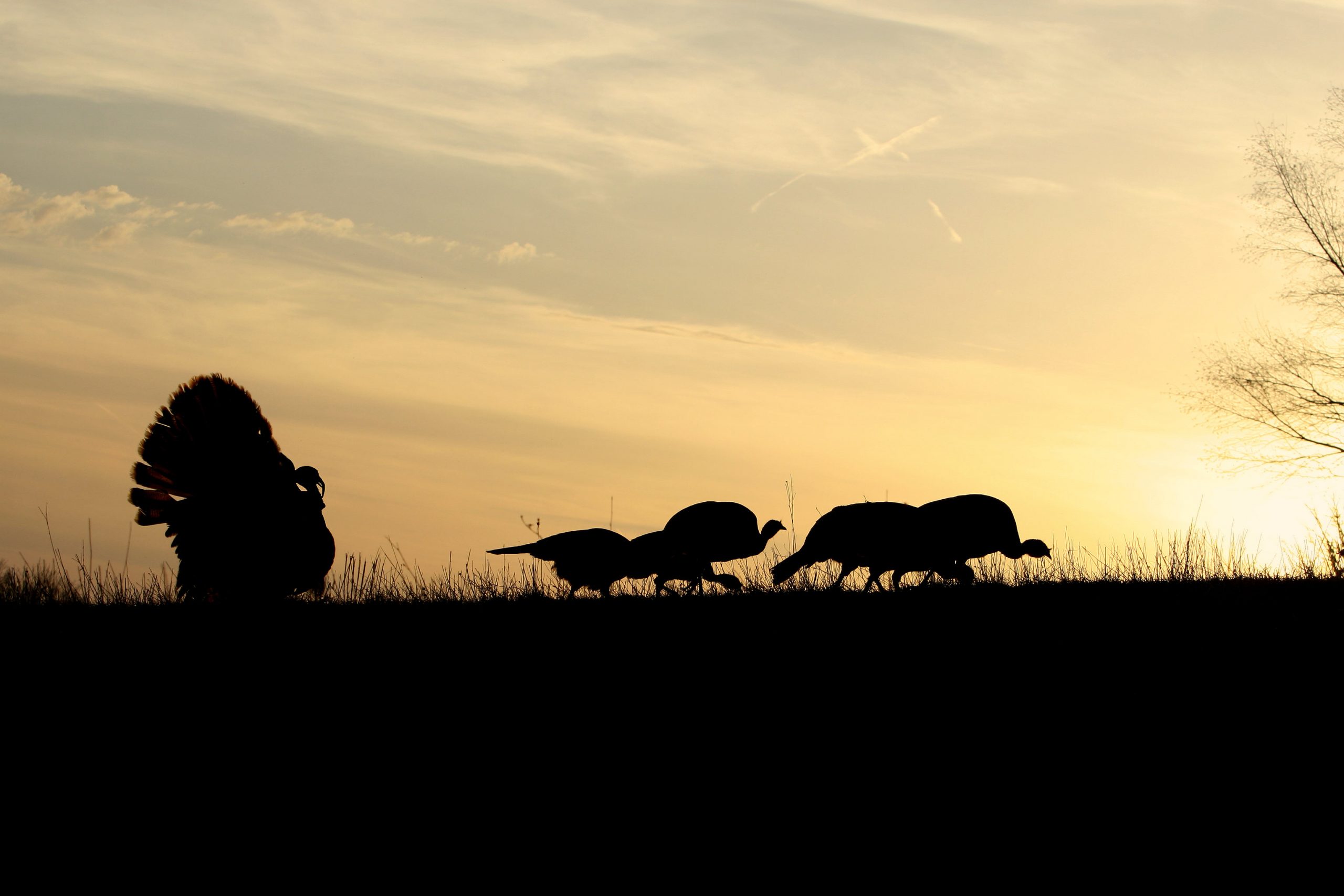 wild turkeys silhouetted by a sunset